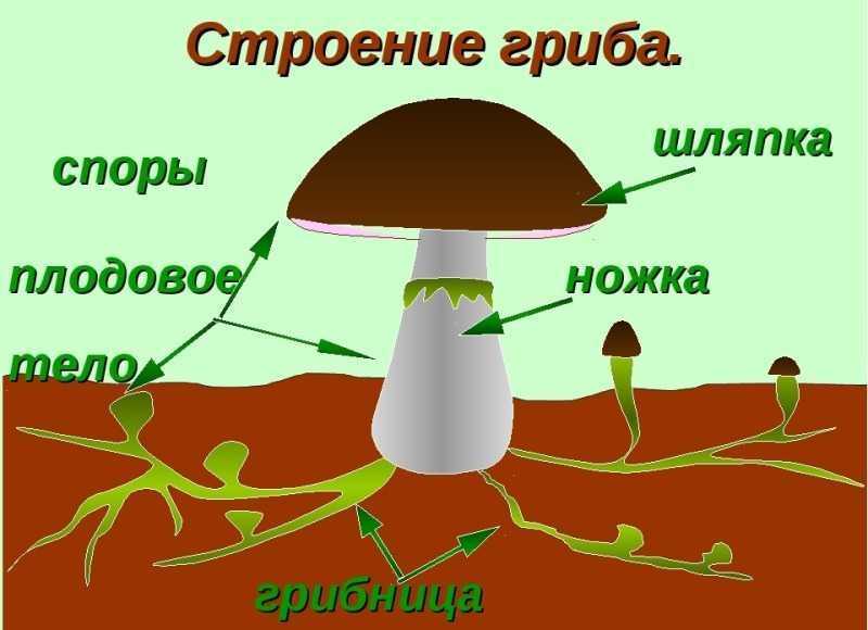 Лесные грибы на грядке – это просто!