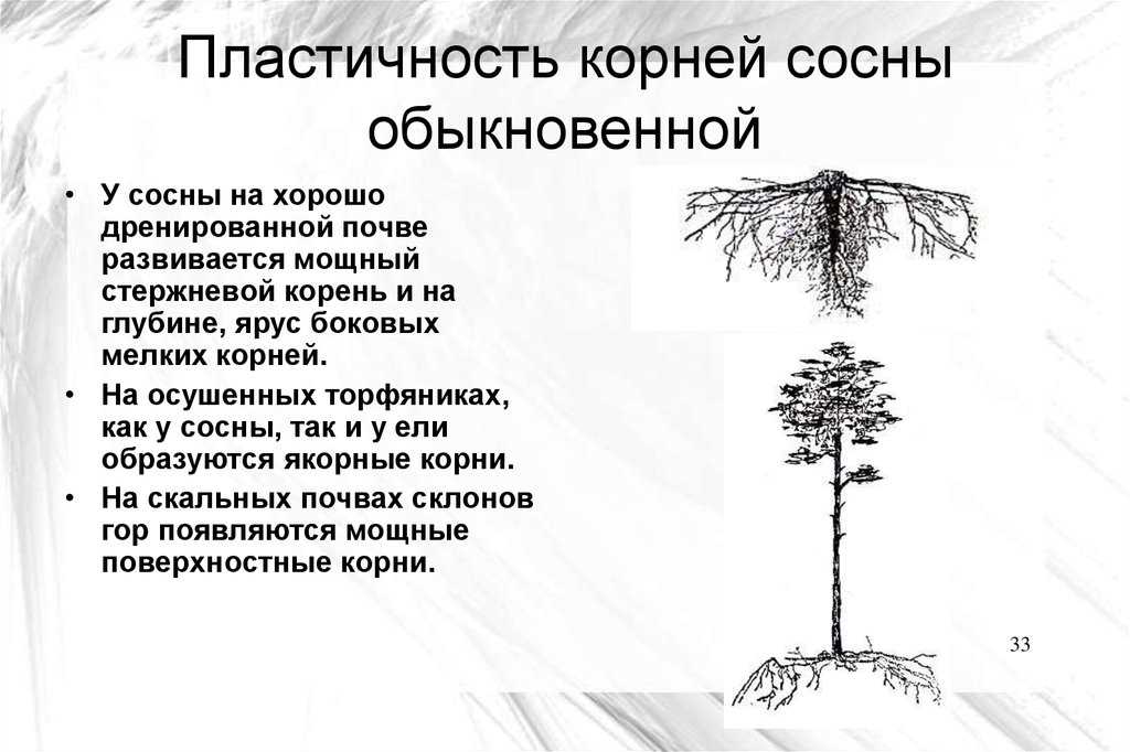 Корни хвойных деревьев: особенности и функции