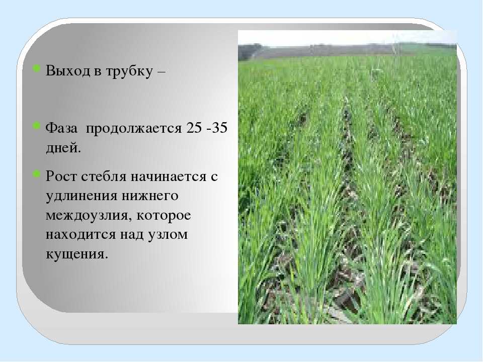 Производство пшеницы
