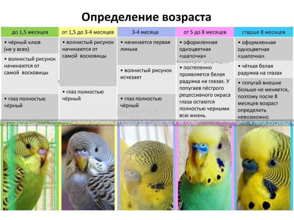 Когда линяют куры несушки: сколько дней осенью и зимой, как заставить нестись после