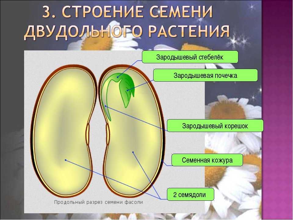 Строение семян. биология 6 класс