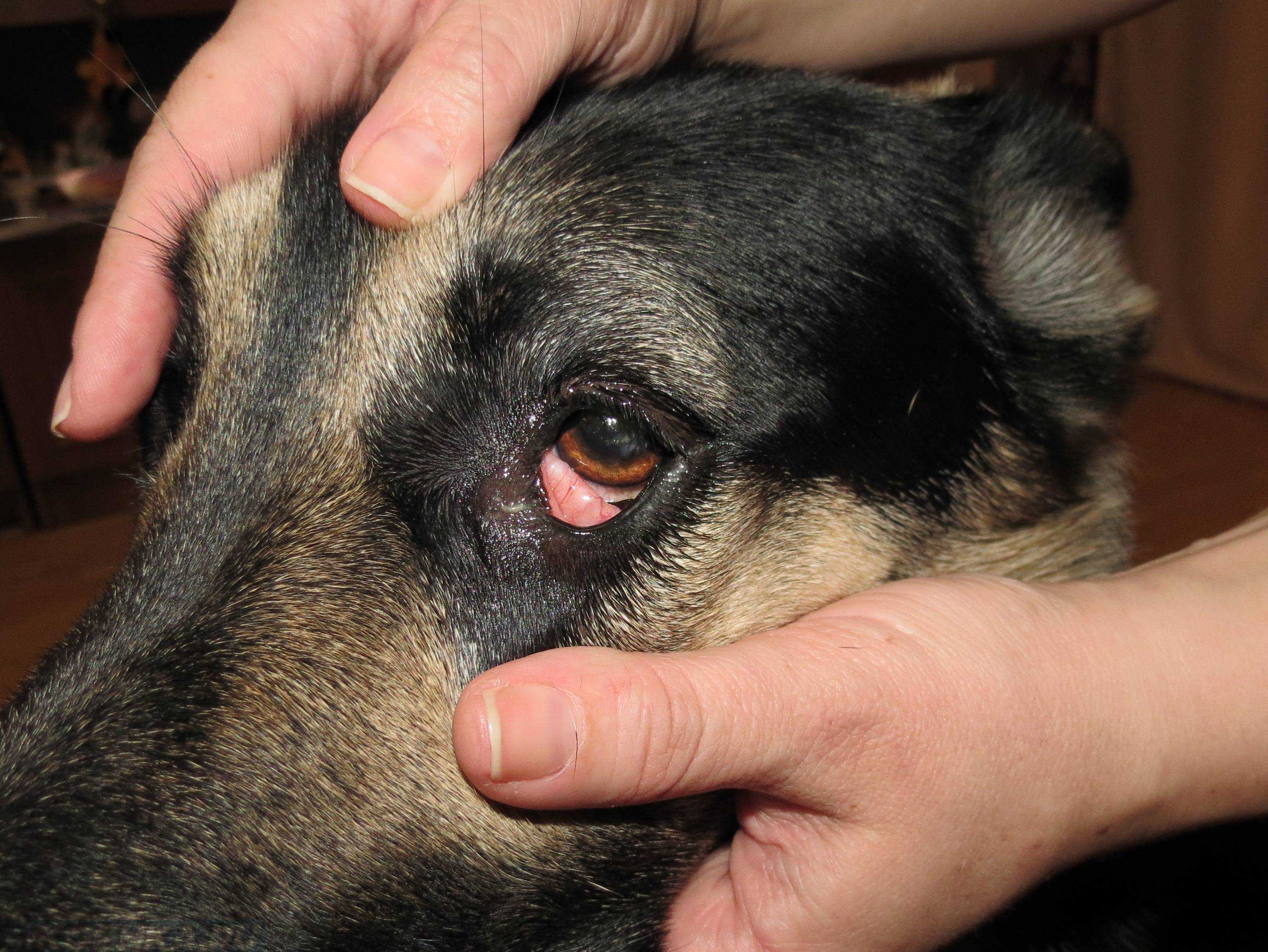 Болезни глаз у собак: симптомы и лечение разных недугов