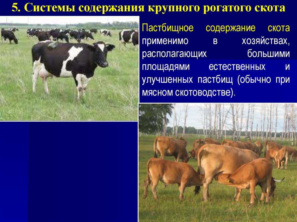 Стойлово-лагерное содержание крс — скотоводство. крупный рогатый скот -> крупный рогатый скот -> содержание крс