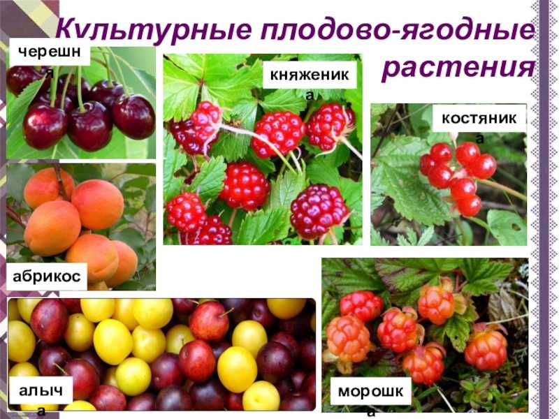 Танины