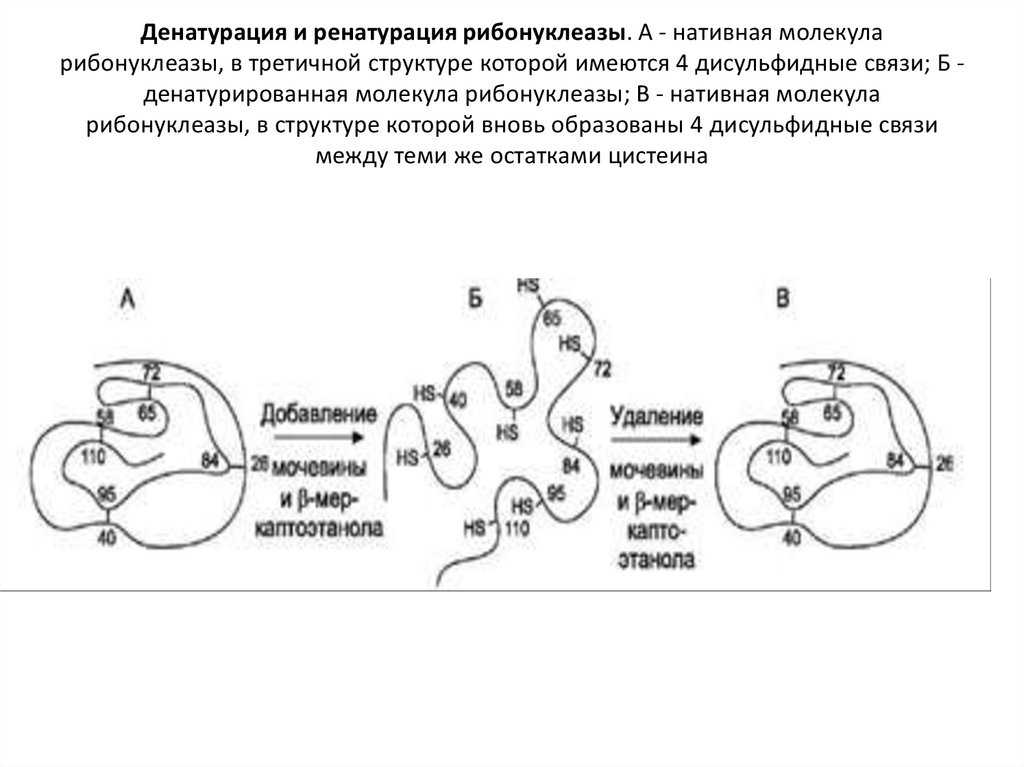 Рибонуклеаза - ribonuclease
