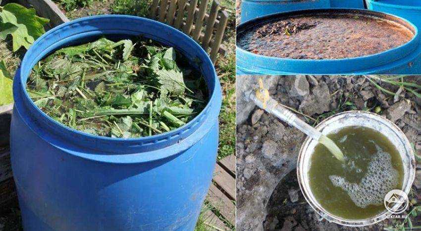 Луговые травы: описание, разновидности