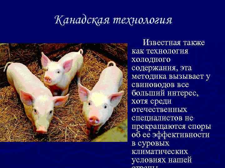 Технология свиноводства • новое в проиводстве свинины, канадская
