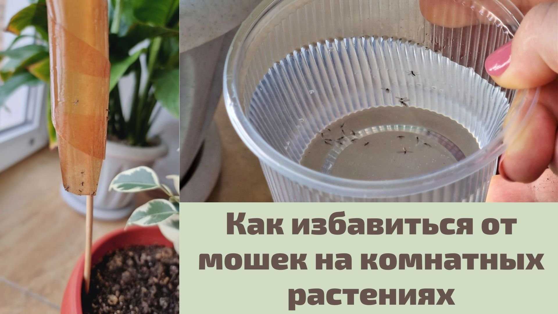 Вредители комнатных растений - названия, фото и как с ними бороться