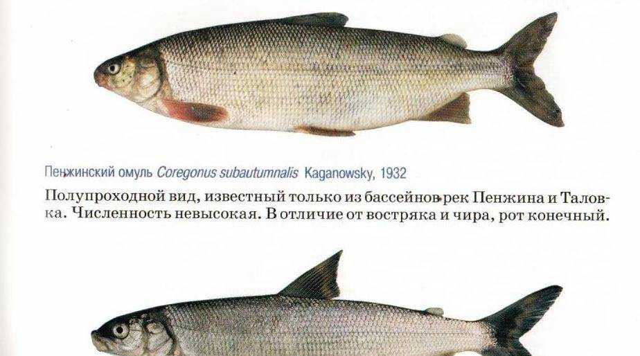Содержание
