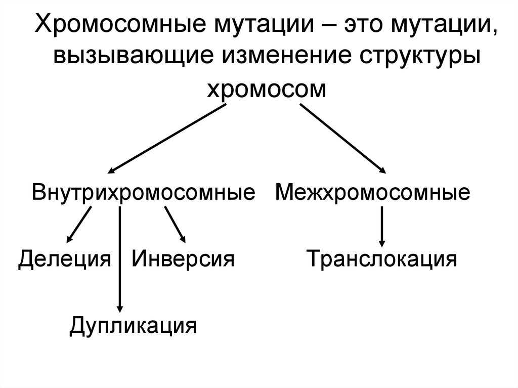 Презентация на тему хромосомные мутации