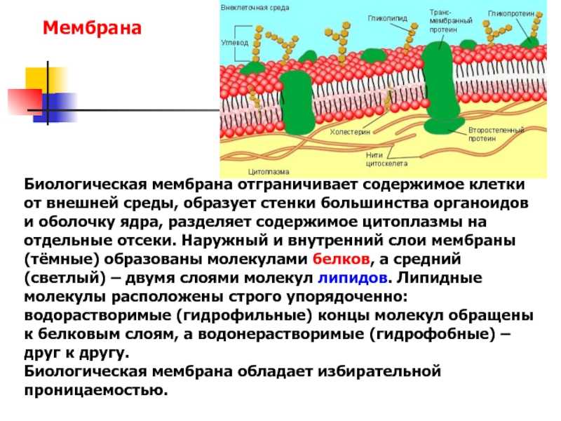 Раздражимость и возбудимость клеток и тканей. методы исследования электровозбудимых мембран. потенциал покоя и механизм его форм презентация, доклад, проект