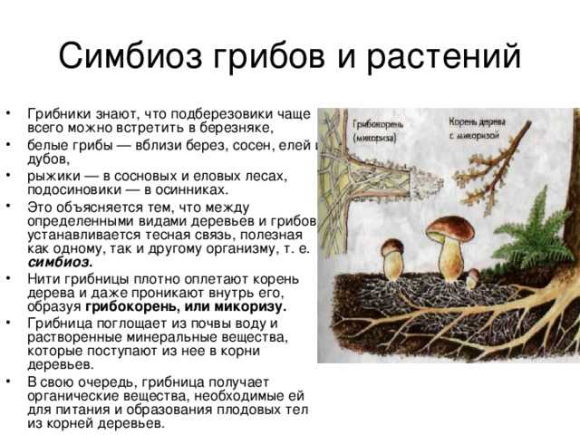 Симбиоз животных: что значит, формы взаимодействия, примеры