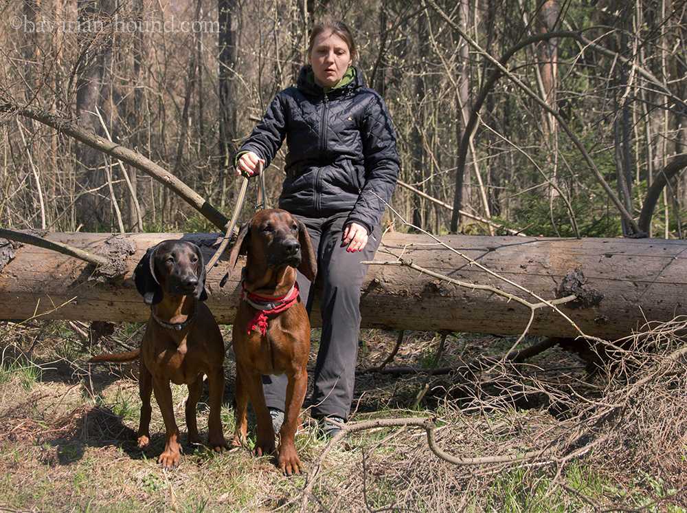 Правила испытаний легавых собак по болотной и полевой дичи