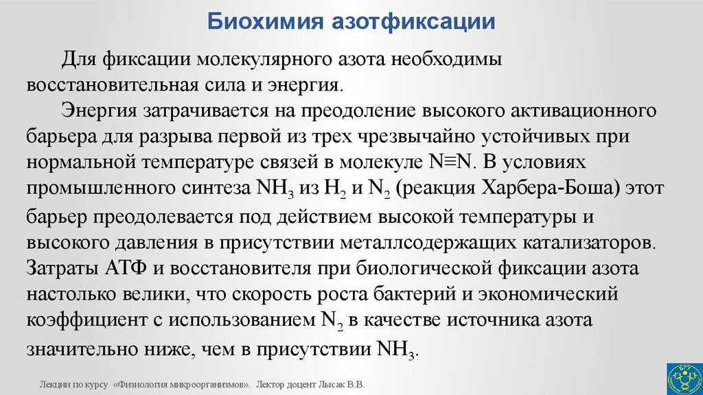 Фиксация молекулярного азота (азотфиксация, диазотрофия) микроорганизмами презентация, доклад, проект на тему