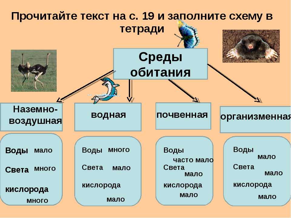 Водоросли термофильные