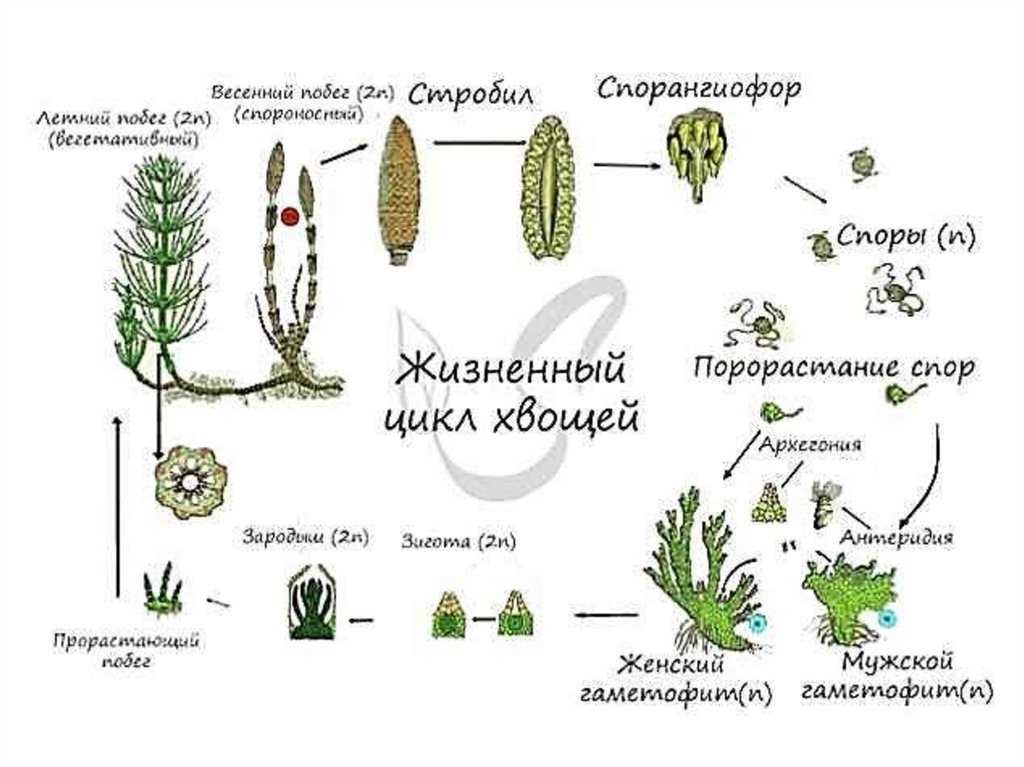 Презентация на тему систематика грибов (mycota, или fungi). низшие грибы. лекция 10-11