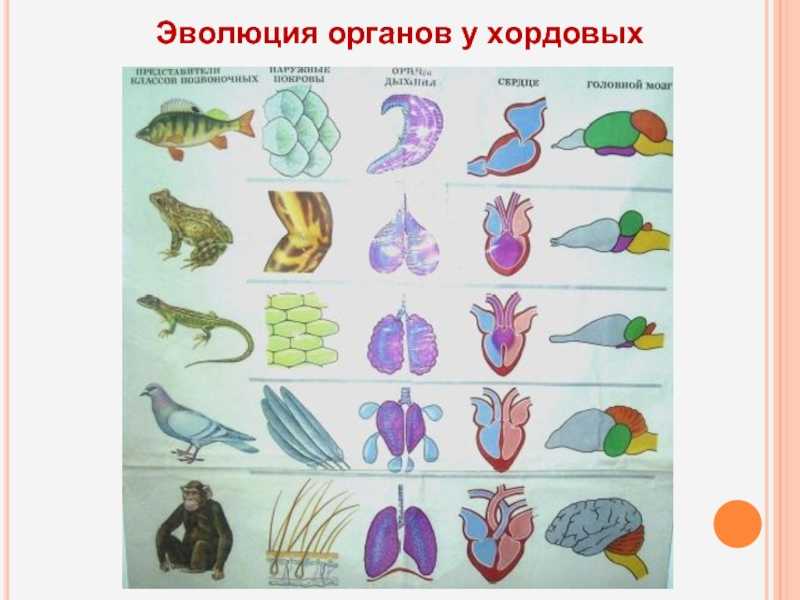 Теория филэмбриогенезов
а. н. северцова
презентацию подготовил
студент группы презентация, доклад, проект