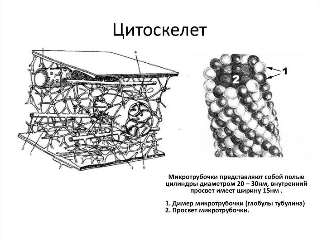 Гиалоплазма