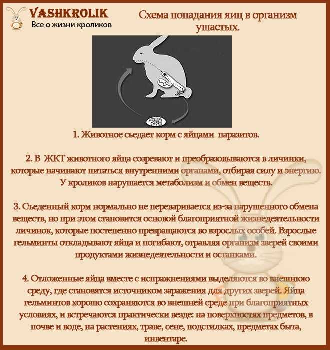 Пассалуроз кроликов: симптомы и лечение кроличьей острицы – prokrolik: полезная информация про кроликов