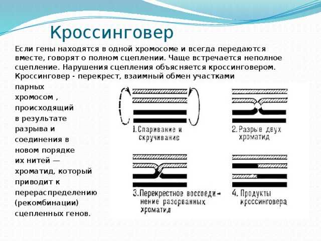 § 5. т. г. морган и его хромосомная теория [1980 карузина и.п. - учебное пособие по основам генетики]