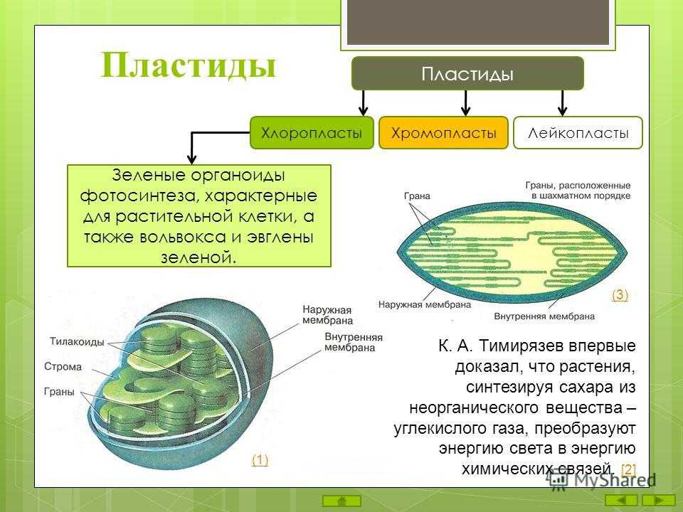 Хлоропласт – определение, функции и структура