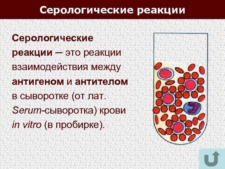 Что такое реакция агглютинации: значение, механизм и применение