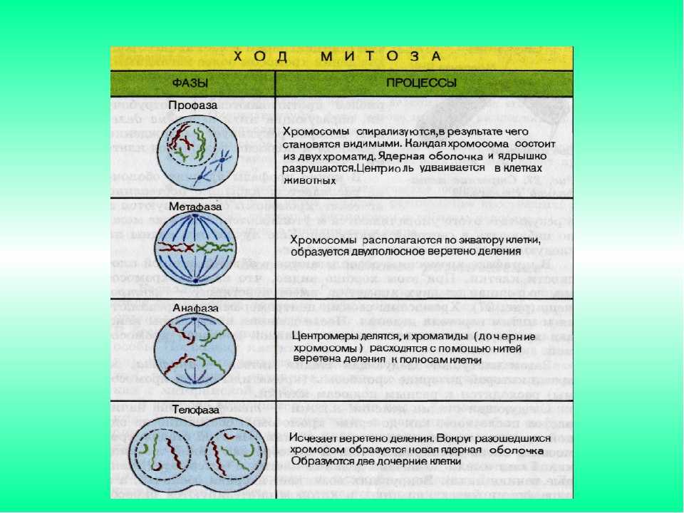 Митоз и мейоз: разницы и особенности