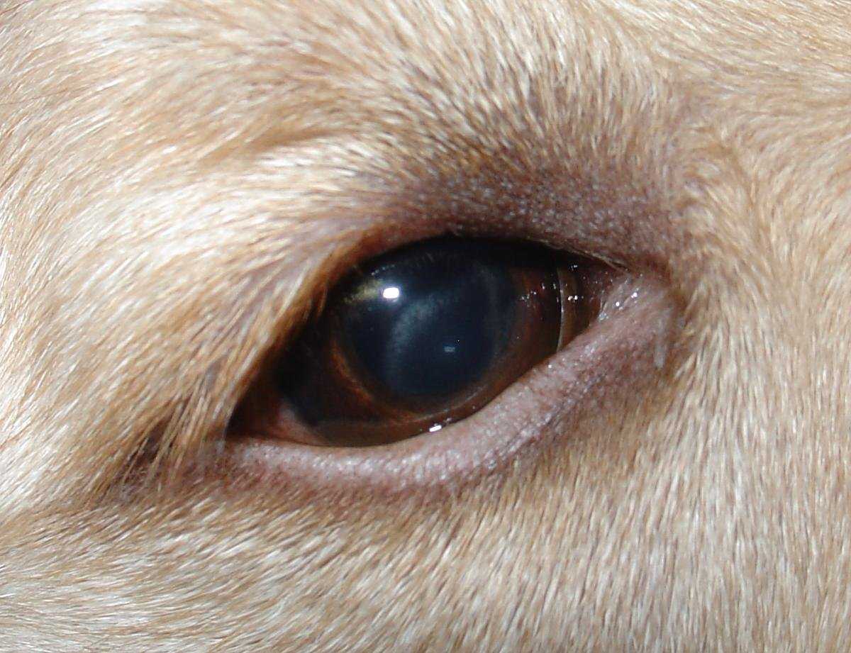 Болезни глаз у животных -