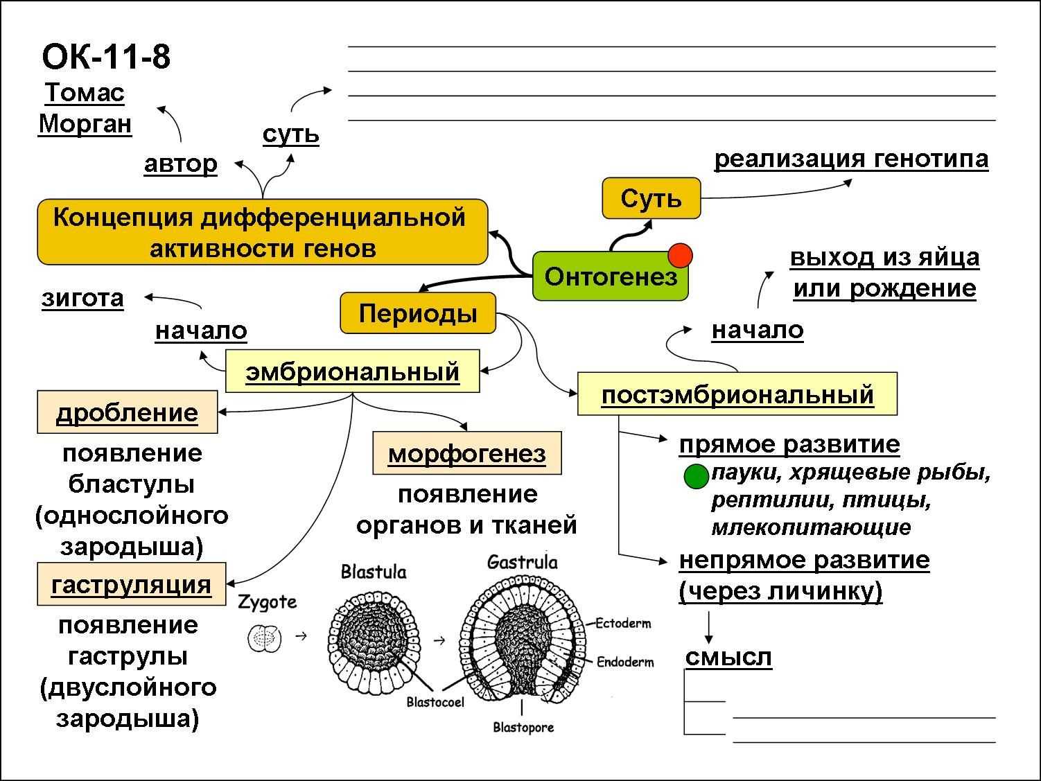 Онтогенез егэ биология презентация