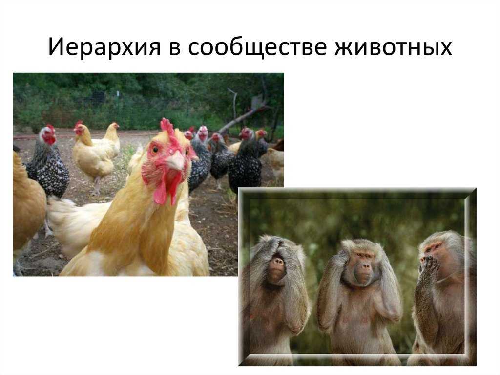 Факторы организации сообществ — page 12