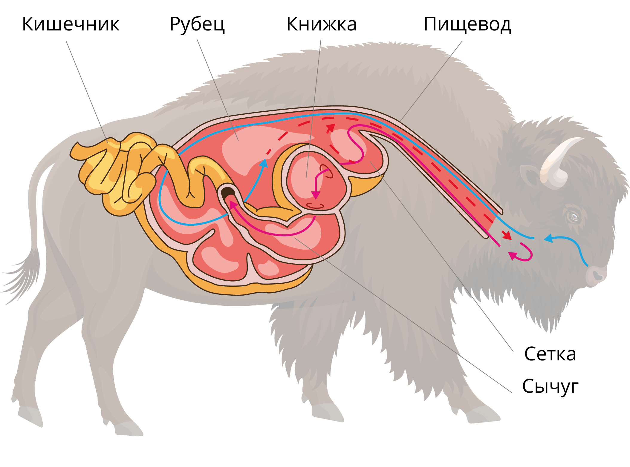 Протостронгилез - зооветеринарный портал беларуси 1vet.by