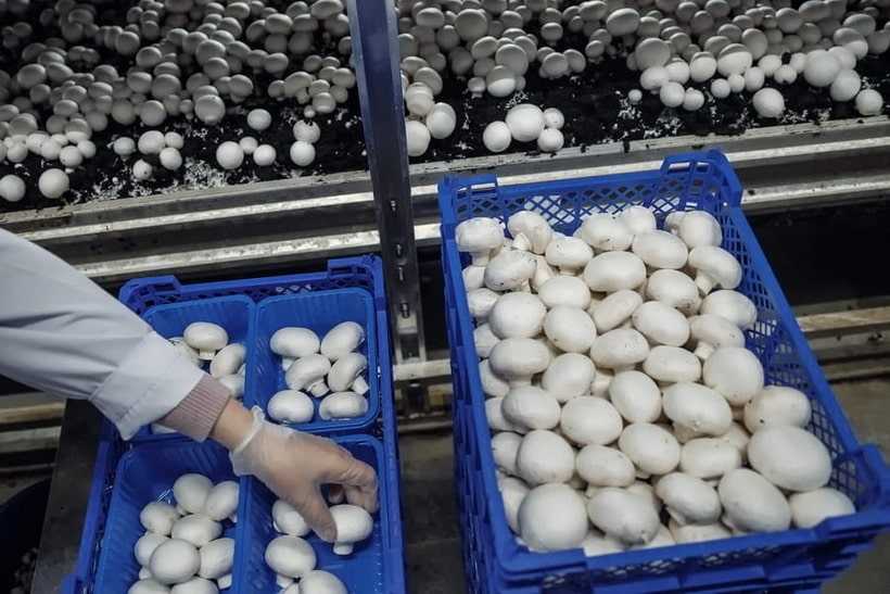 Формирование урожайности и качества грибов шампиньона двуспорового (agaricus bisporus) при промышленном культивировании на синтетическом субстрате с применением органических добавок и биопрепаратов