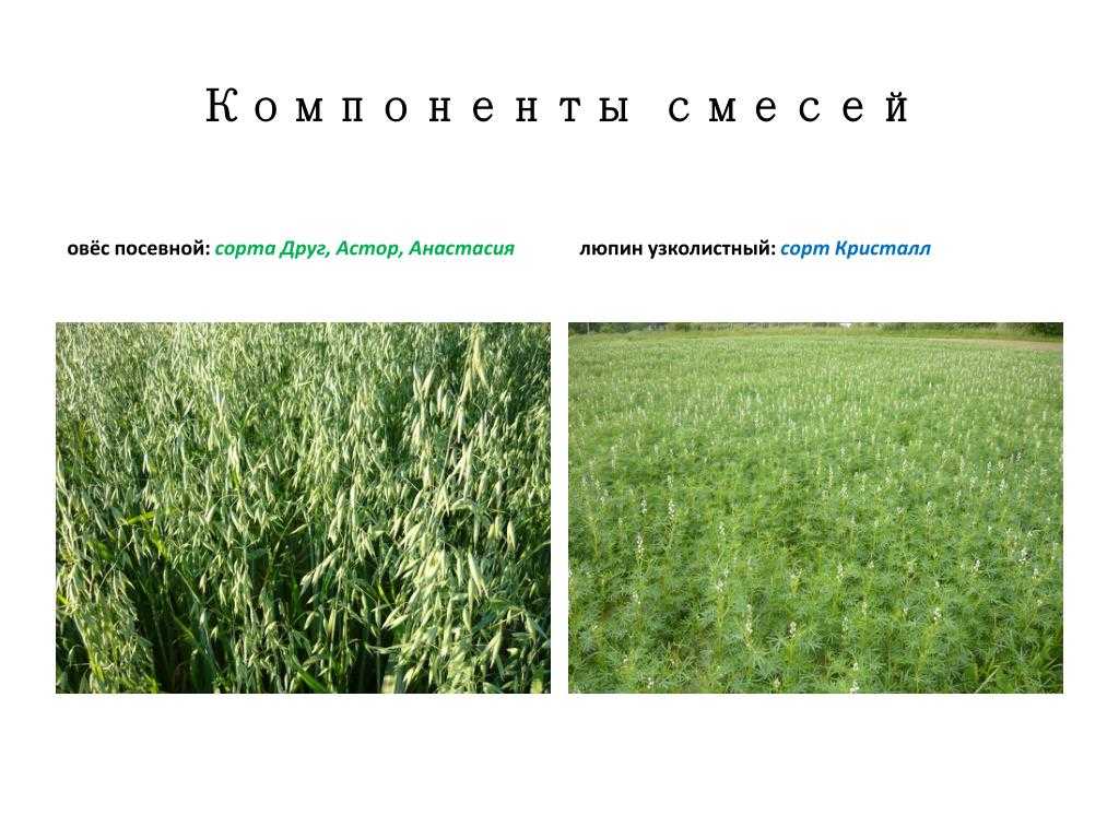 Морфобиологические особенности чины посевной (lathyrus sativus l.) в условиях центрально-черноземного региона россии