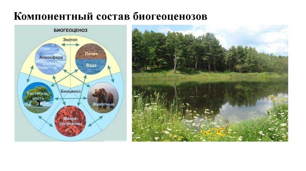 Лес. типы, виды и классификация лесов