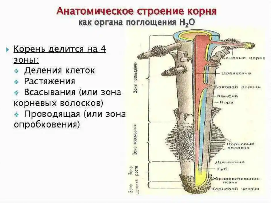 Корень и корневая система. анатомия и морфология. метаморфозы. презентация, доклад, проект