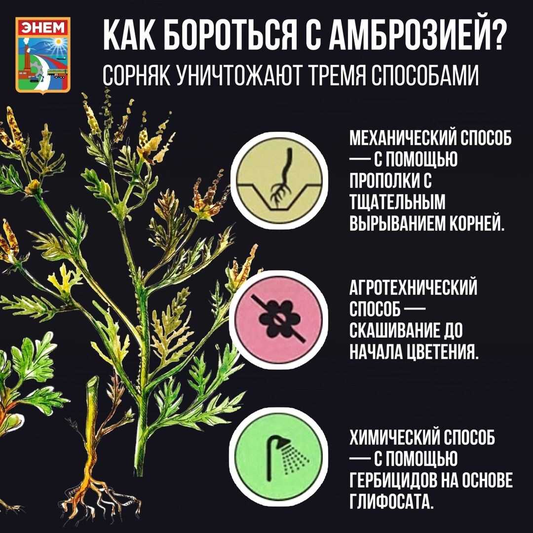 Горох — посадка, уход, сорта. болезни и вредители. фото. — ботаничка