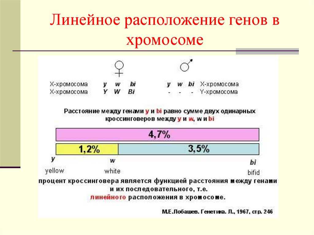 Что такое цитологические карты хромосом и как они составляются? [1989 морозов е.и., тарасевич е.и., анохина в.с. - генетика в вопросах и ответах]