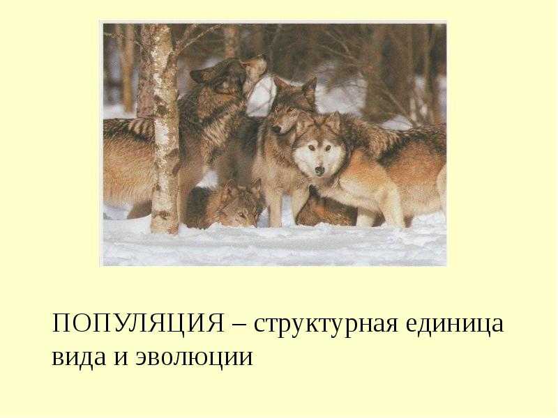 Экология популяций