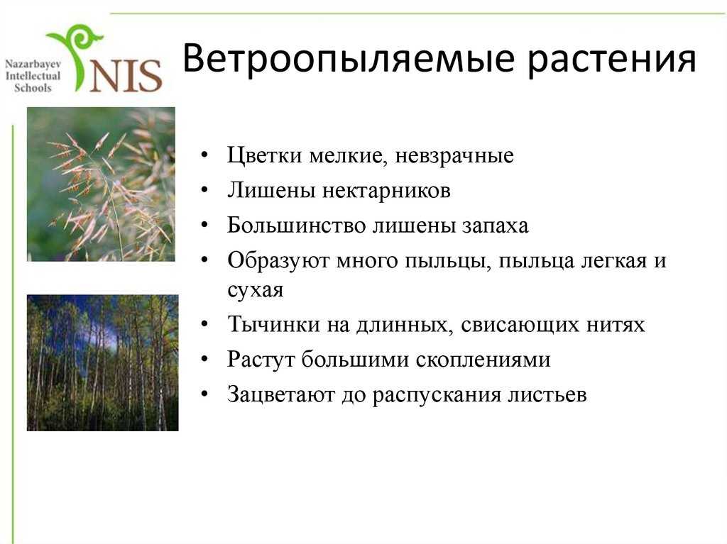 Письменно: отличия ветроопыляемых растений от насекомоопыляемых. - узнавалка.про