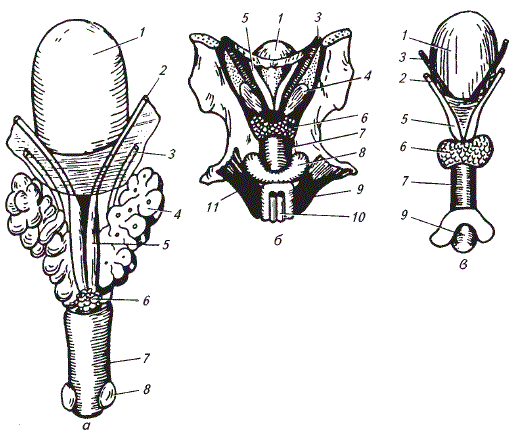 1.2. половые органы самца