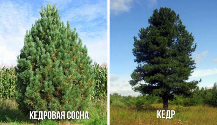Породы древесины. кедр. | столярный совет