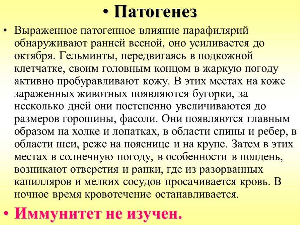 Парафиляриоз лошадей
