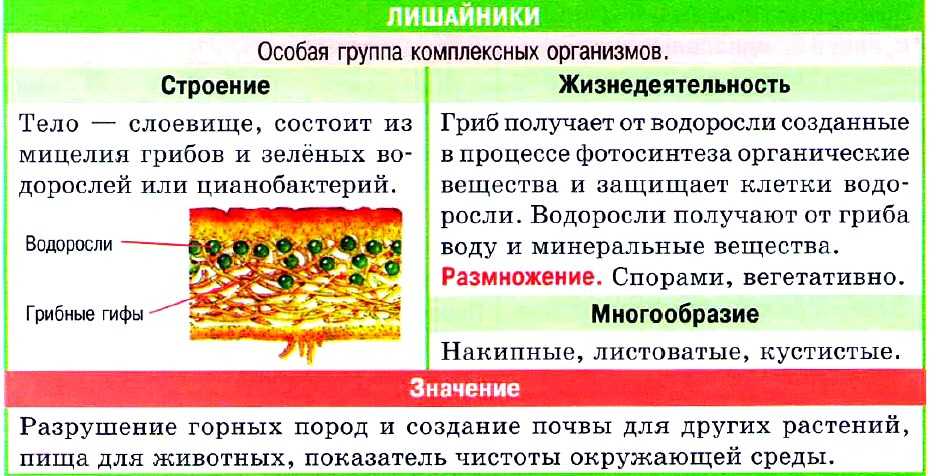 Строение лишайников