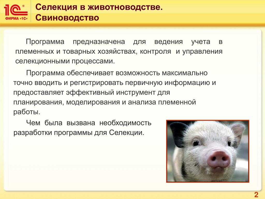 Разведение крупного рогатого скота. методы разведения