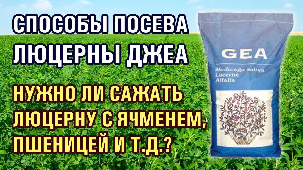 Болезни клевера | agroklass.com