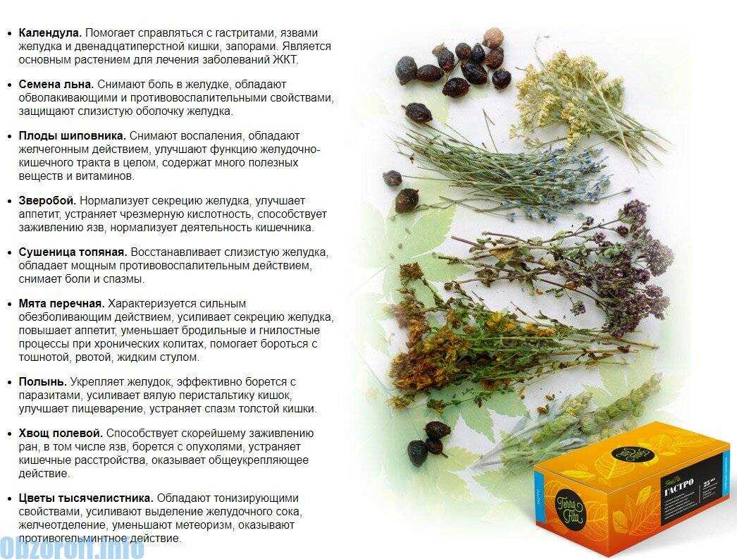 Вахта трехлистная — лечебные свойства, противопоказания, фото и описание