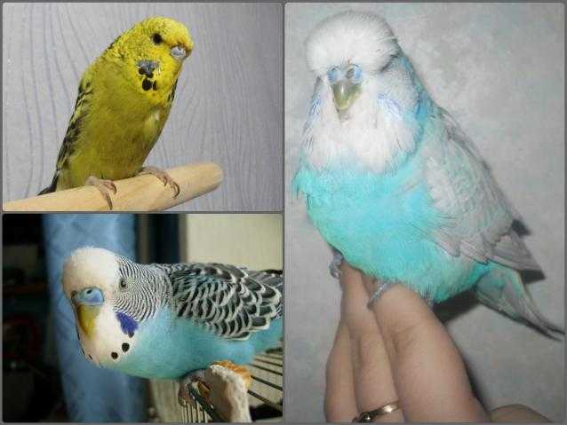 Линька у кур — когда будут нестись снова