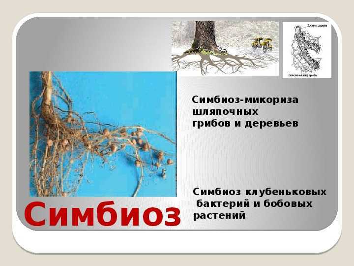 Типы взаимоотношений между организмами - описание и примеры