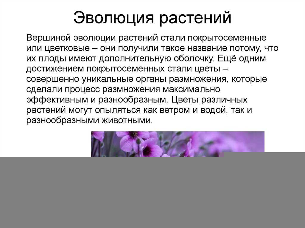 Филогения, интерпретация, типы деревьев, приложения / биология | thpanorama - сделайте себя лучше уже сегодня!