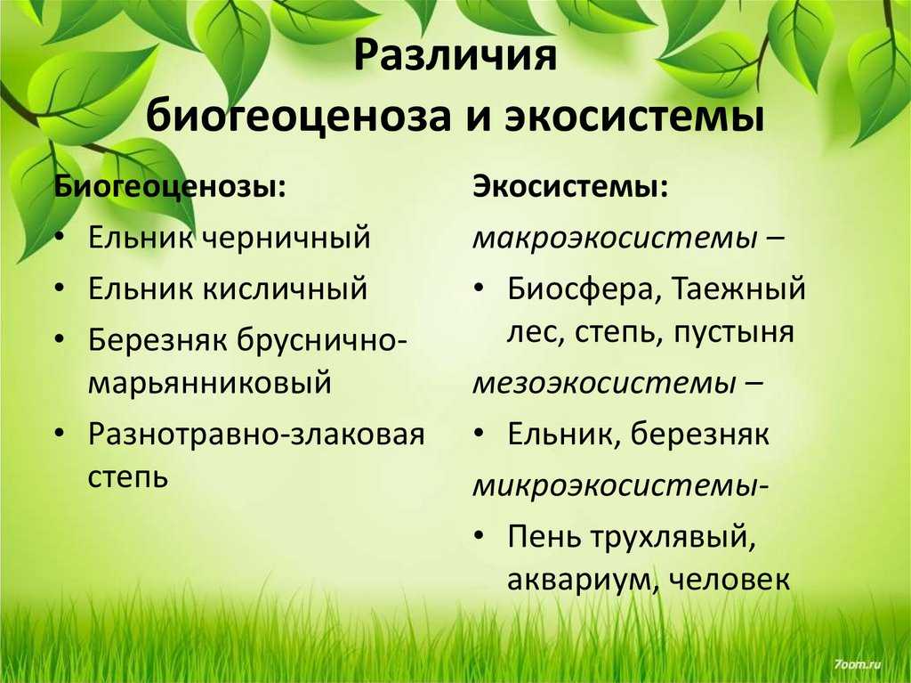 Природное сообщество "луг": характеристика, животный и растительный мир — природа мира